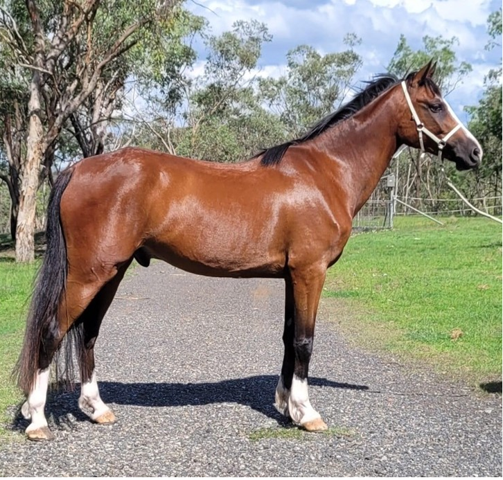 Nutrition Consultation - Additional Horse